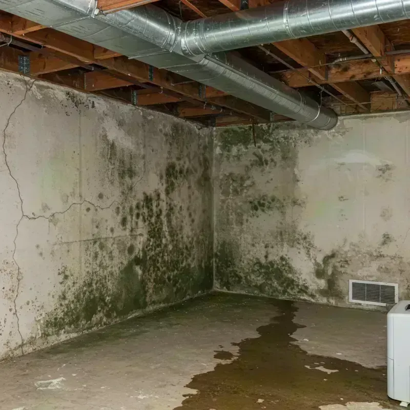 Professional Mold Removal in North Weeki Wachee, FL